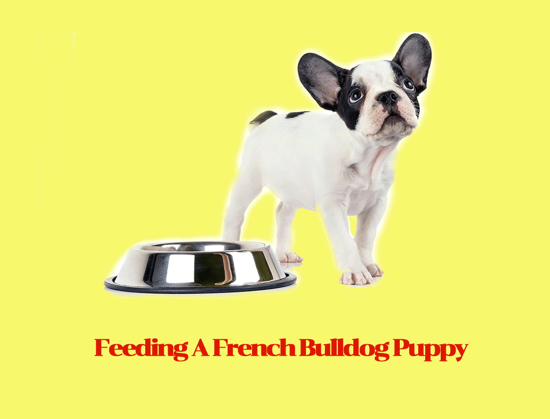 Feeding A French Bulldog Puppy Schedules And Quantities